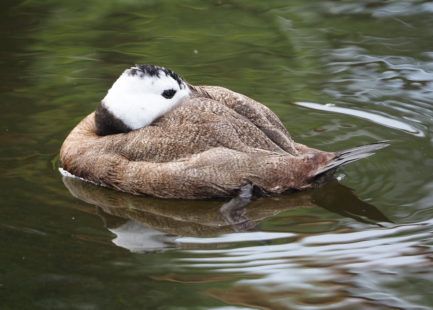 White-headed duck (Oxyura leucocephala), 2024-08-21