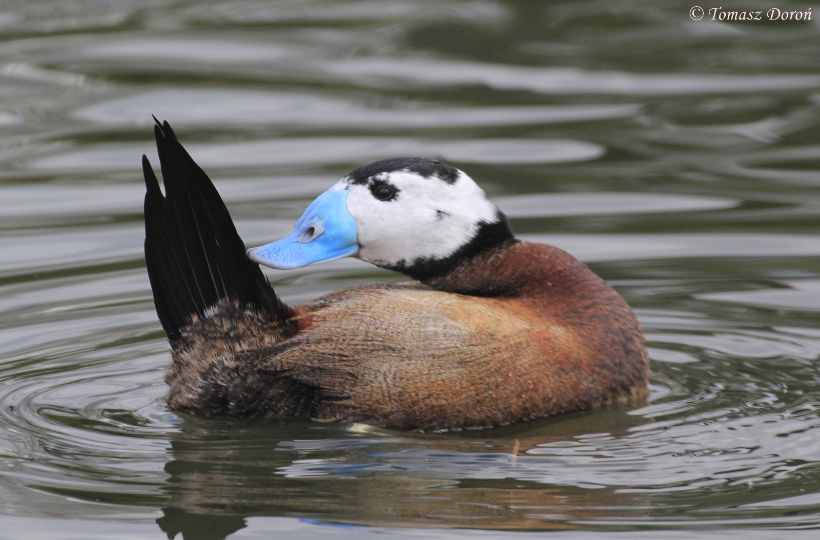 White-headed Duck (Oxyura leucocephala), April 2016