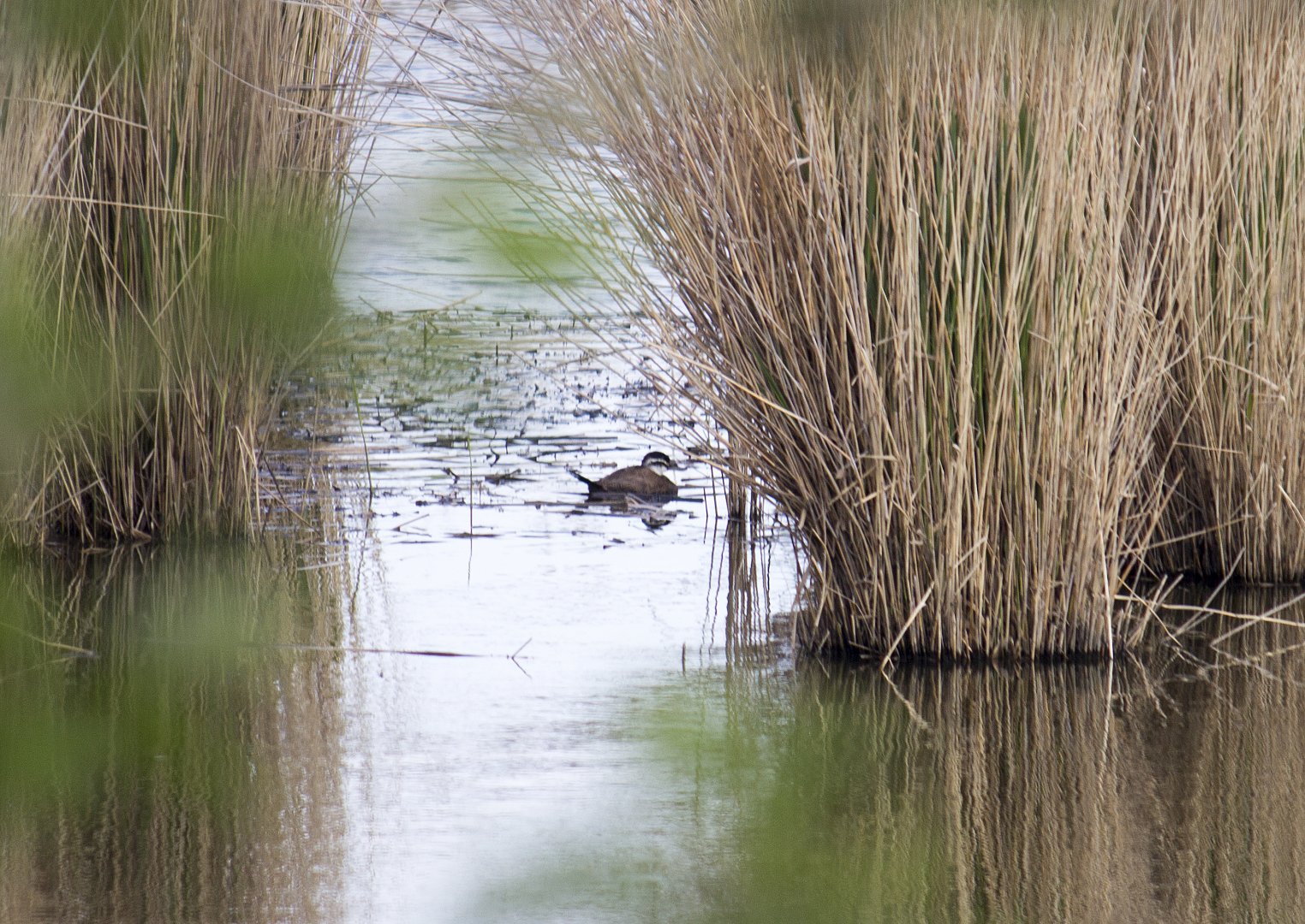 White-headed duck, Oxyura leucocephala (Kallo - Groot rietveld)