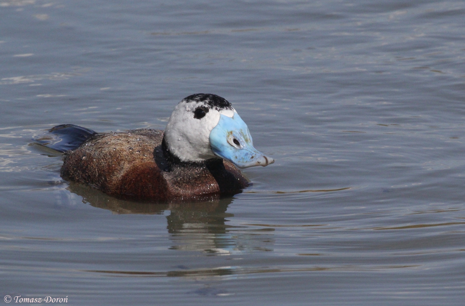 White-headed Duck (Oxyura leucocephala) male, April 2015