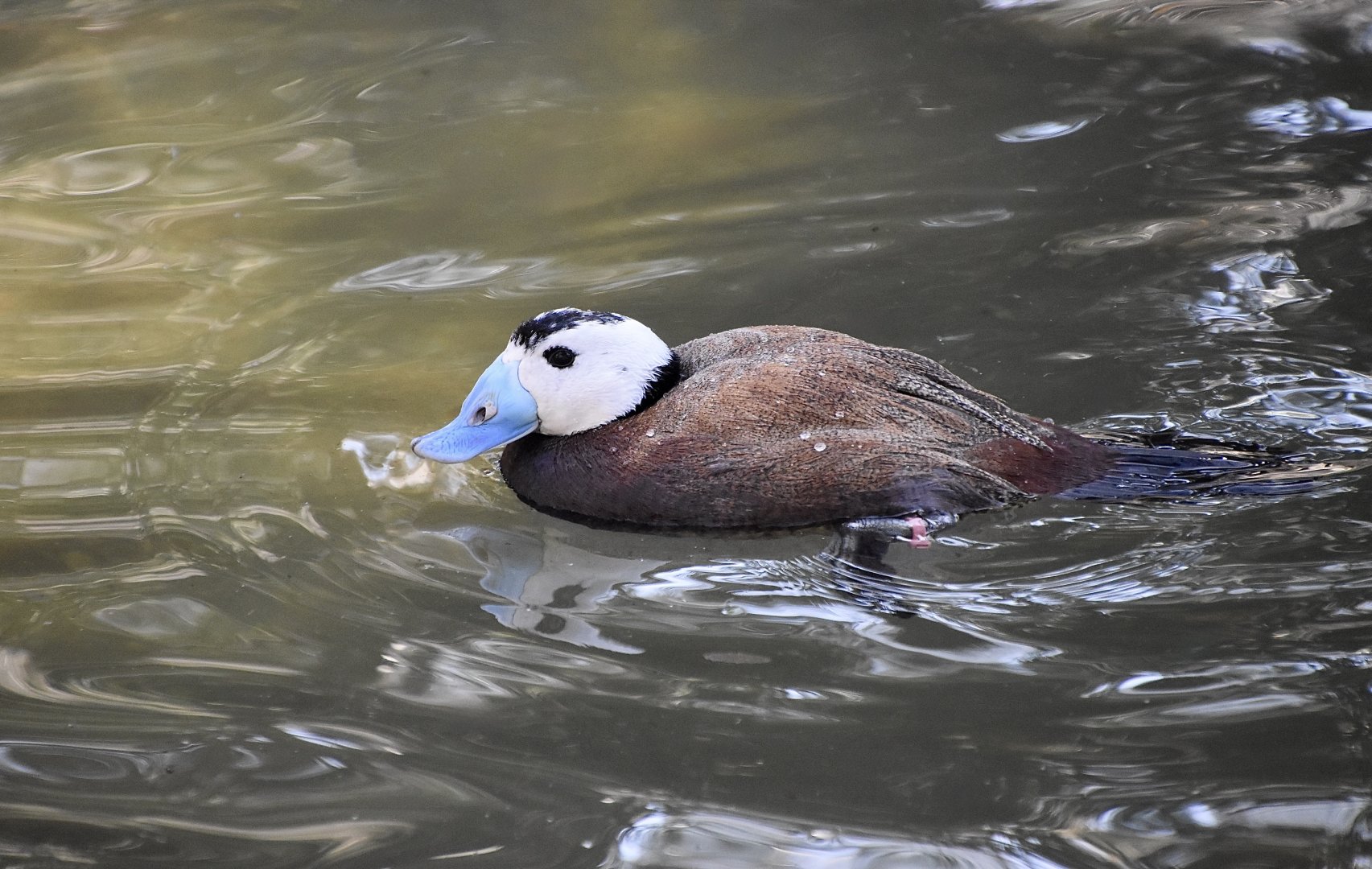 White-Headed Duck (Oxyura leucocephala) male