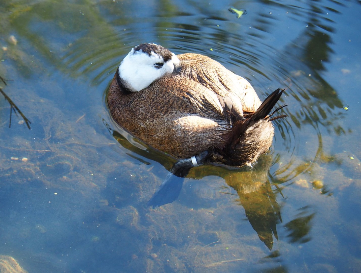 White-headed duck (Oxyura leucocephala), Oct 13th, 2018