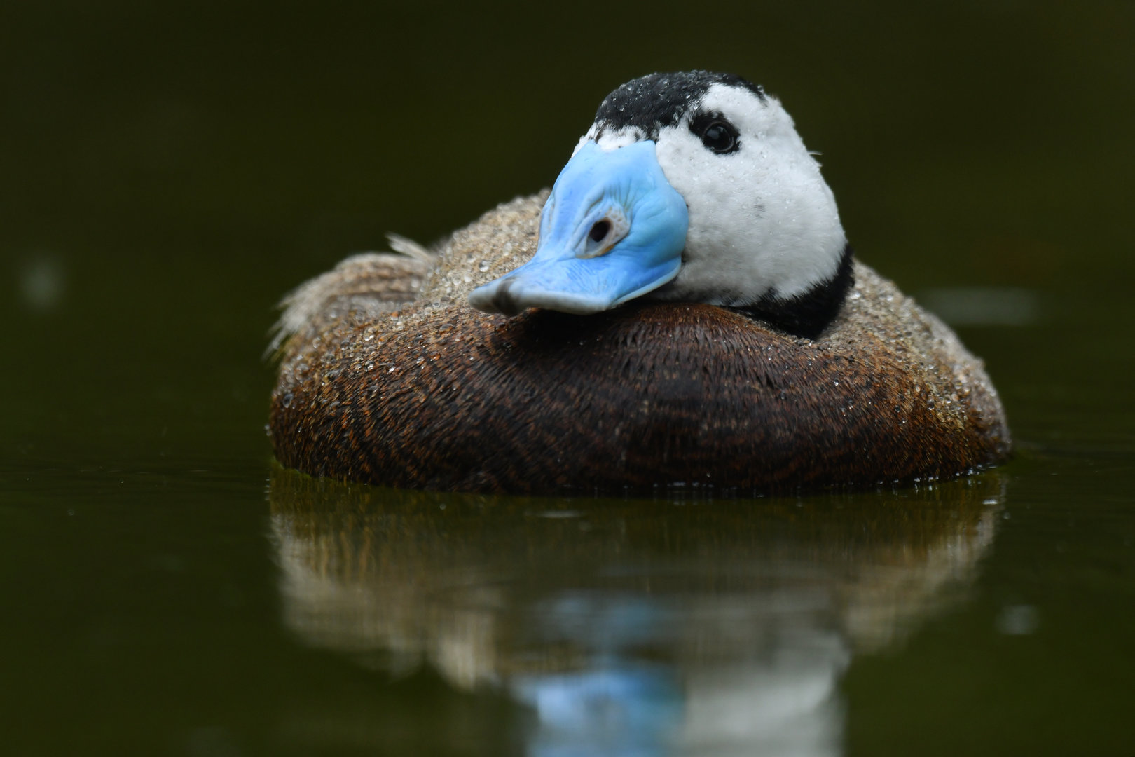 White-headed Duck Oxyura leucocephala