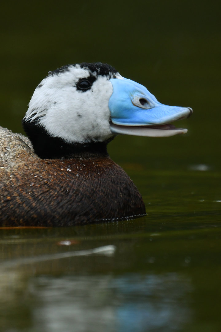 White-headed Duck Oxyura leucocephala
