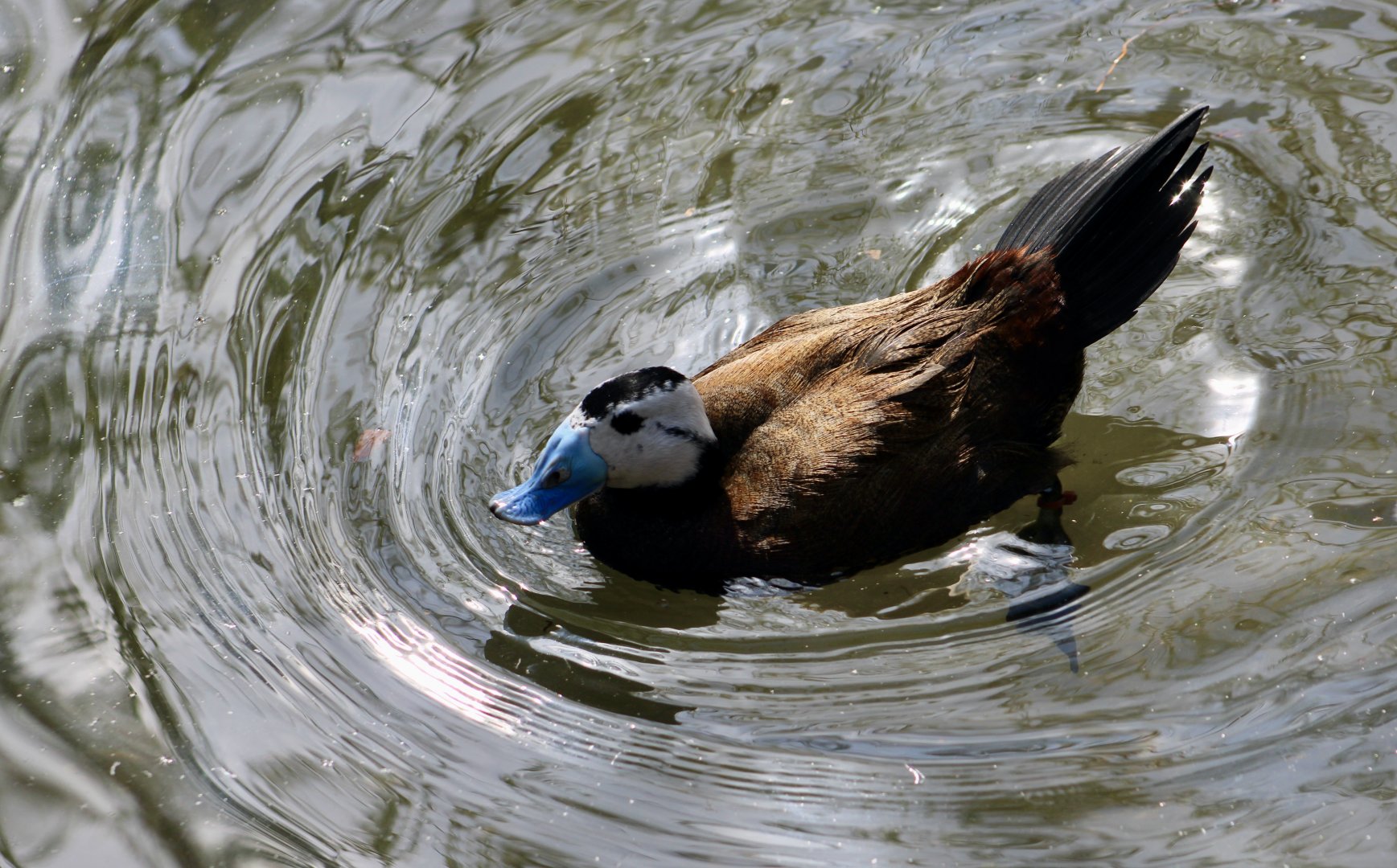 White-Headed Duck (Oxyura leucocephala)