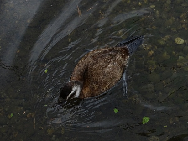 White-headed duck (Oxyura leucocephala)