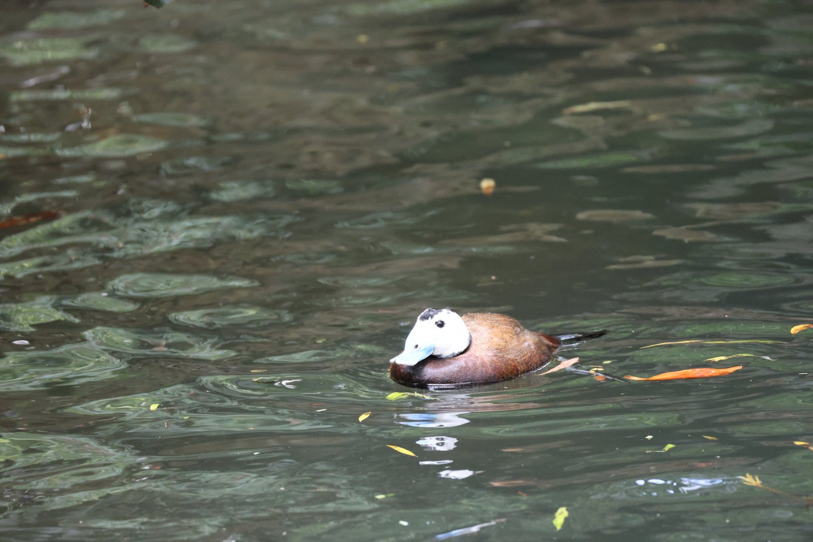 White-headed duck (Oxyura leucocephala)