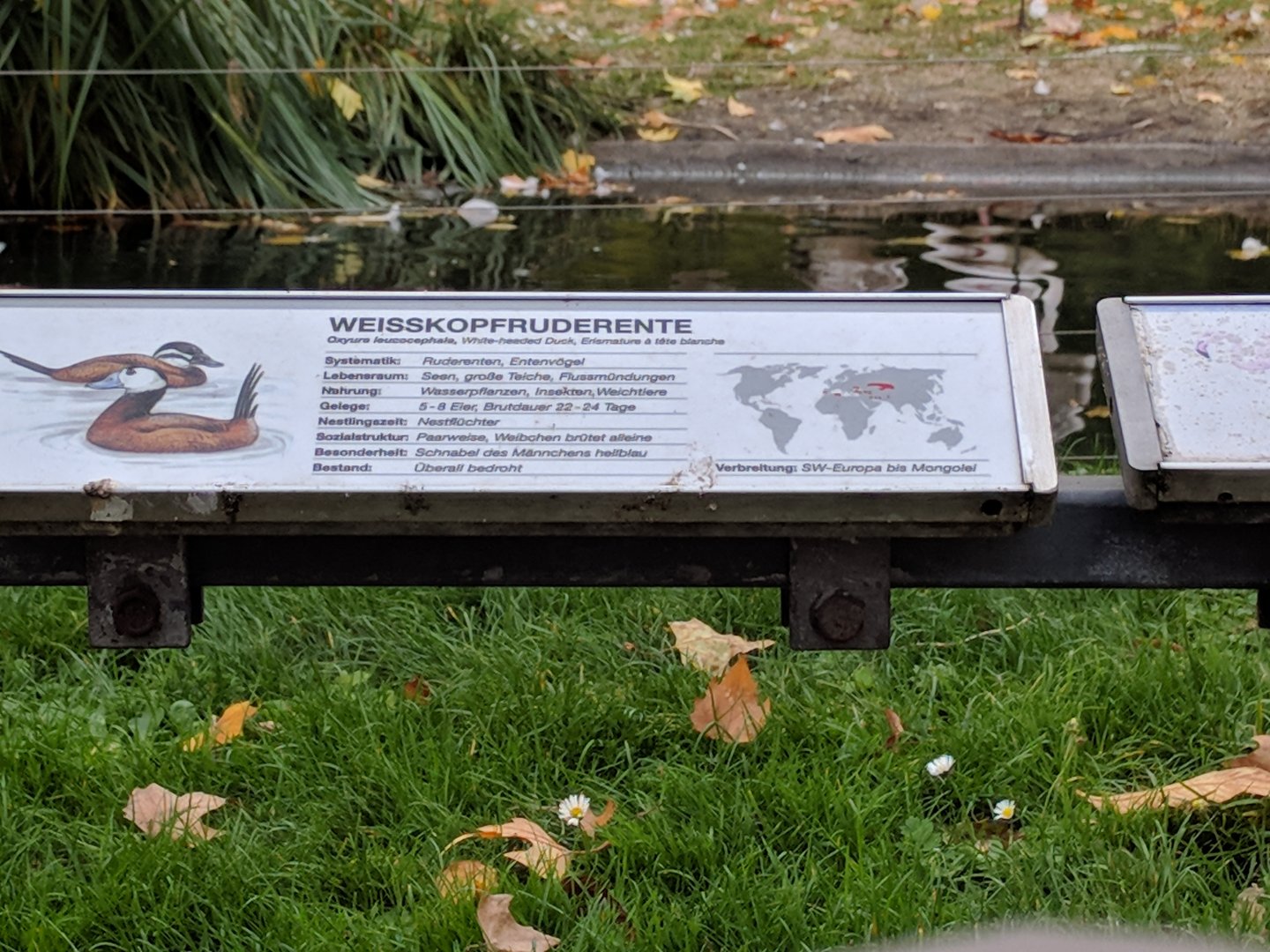 White headed duck sign