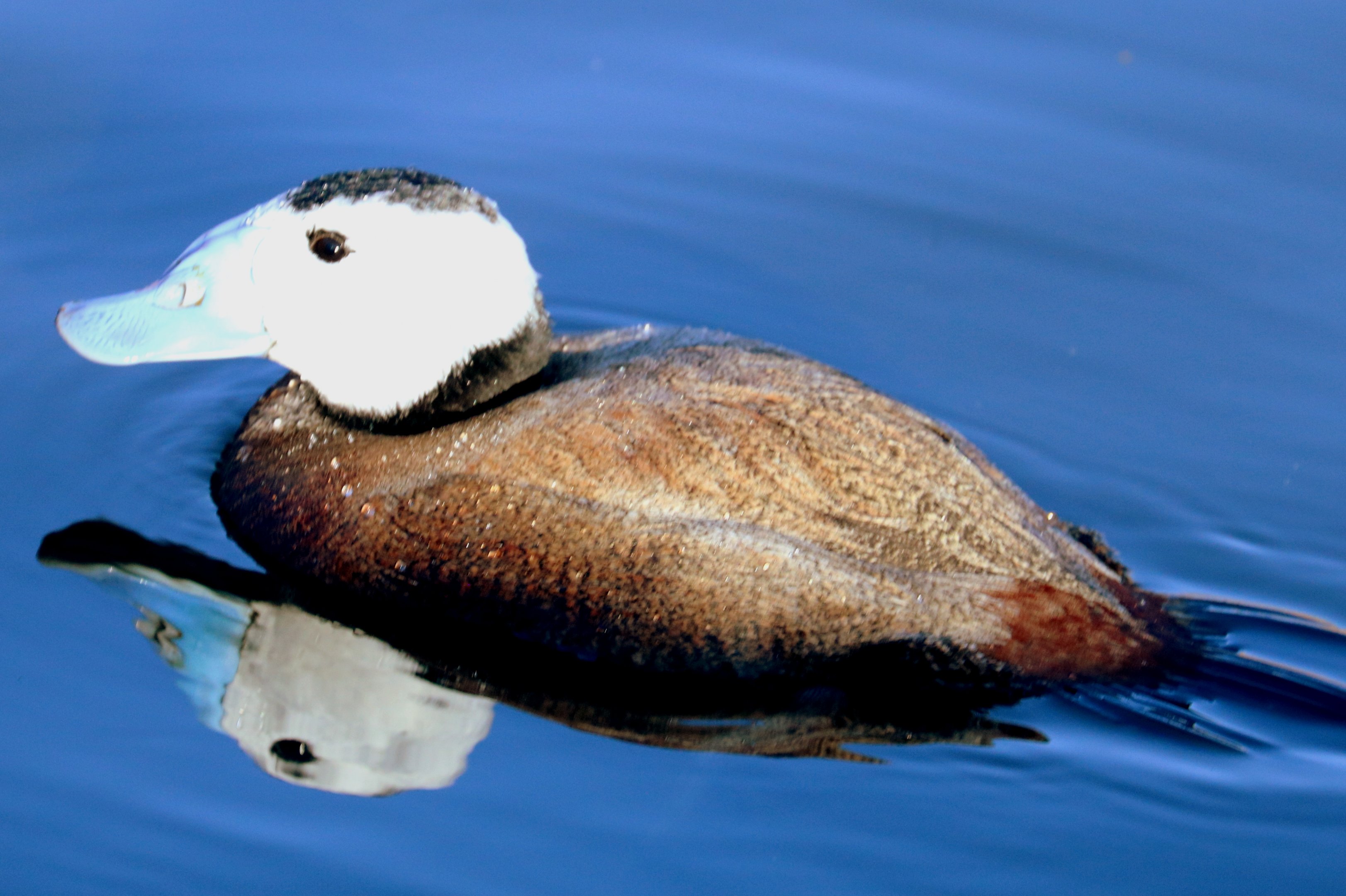 White-headed duck (with reflection); Barnes; 23rd February 2019