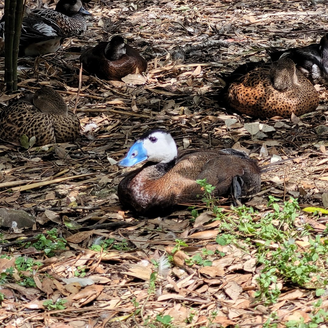White-headed duck -Zoo de Labenne (2023)