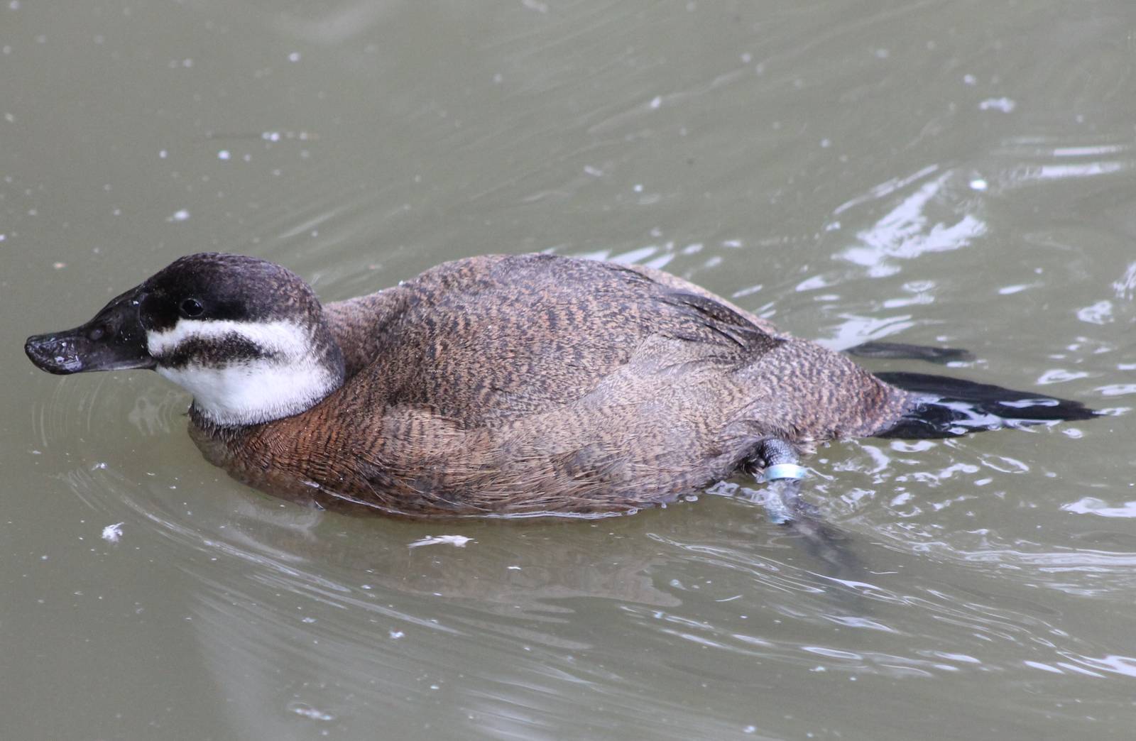 White-headed duck