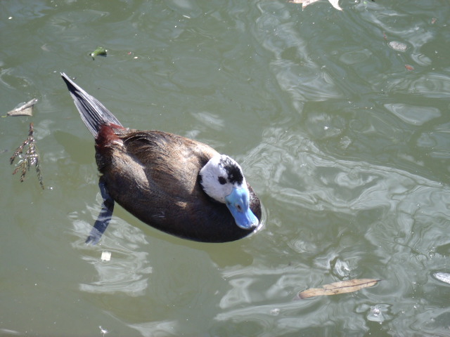 White-Headed Duck