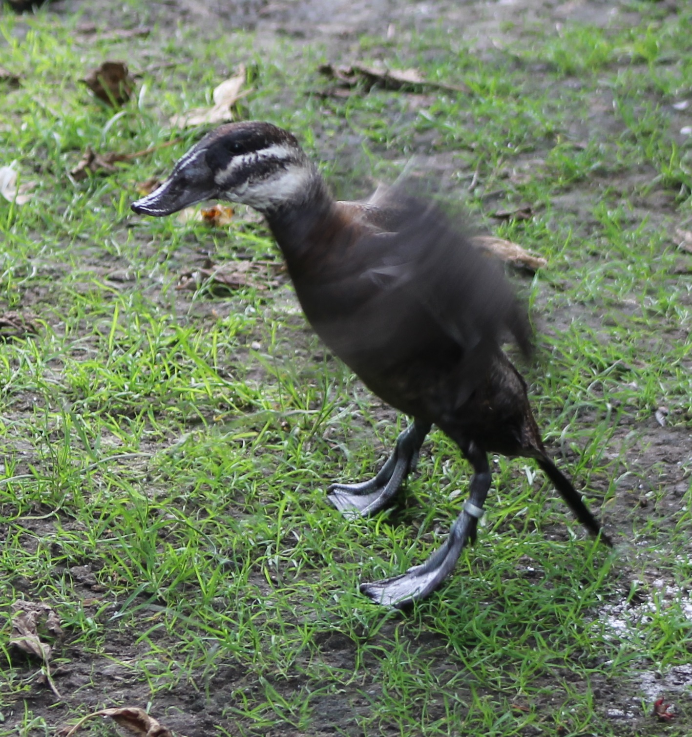 White-headed duck