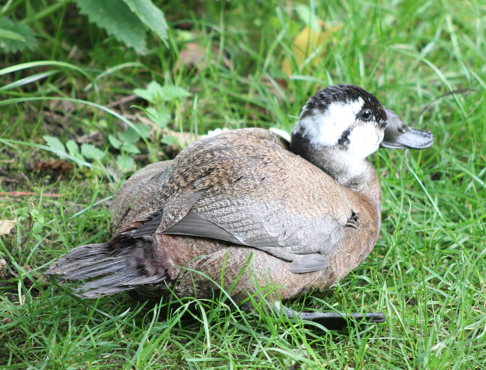 White-headed duck