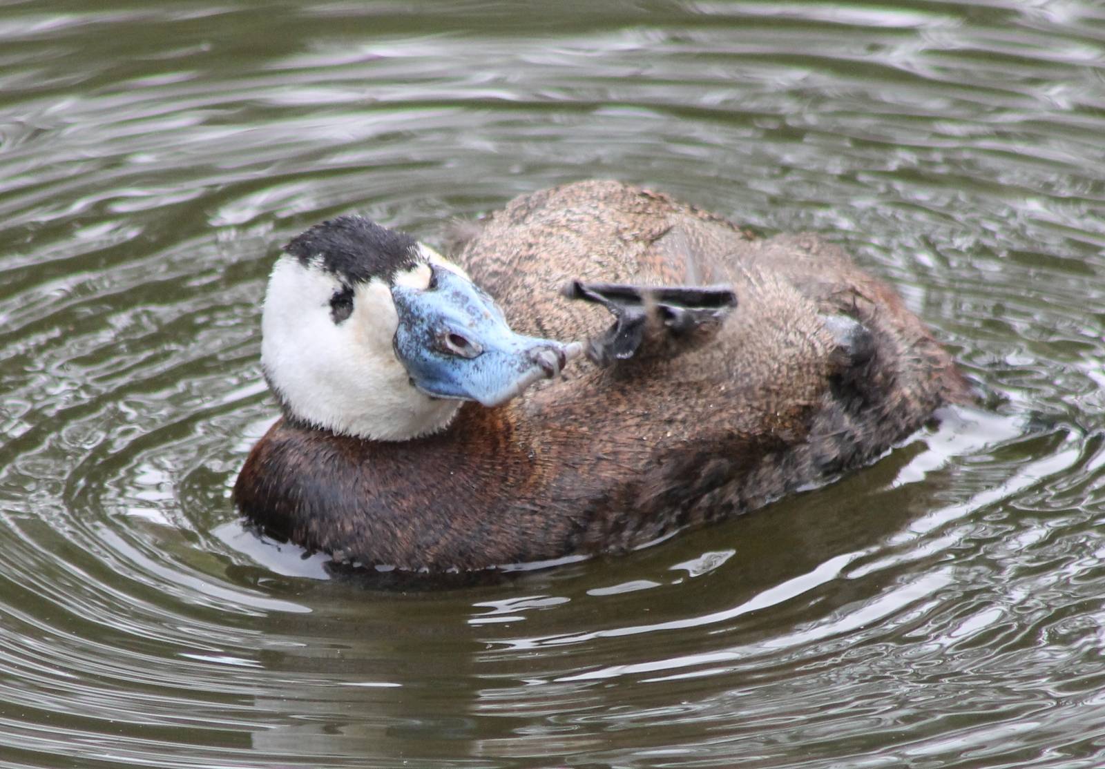 White-headed duck