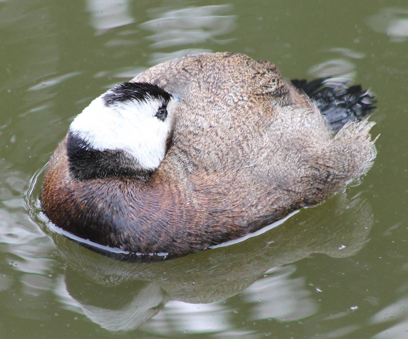 White-headed duck