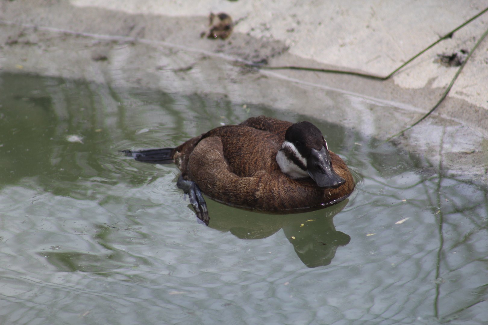 White-Headed Duck
