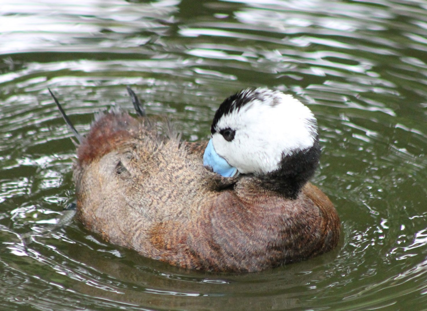 White-headed duck
