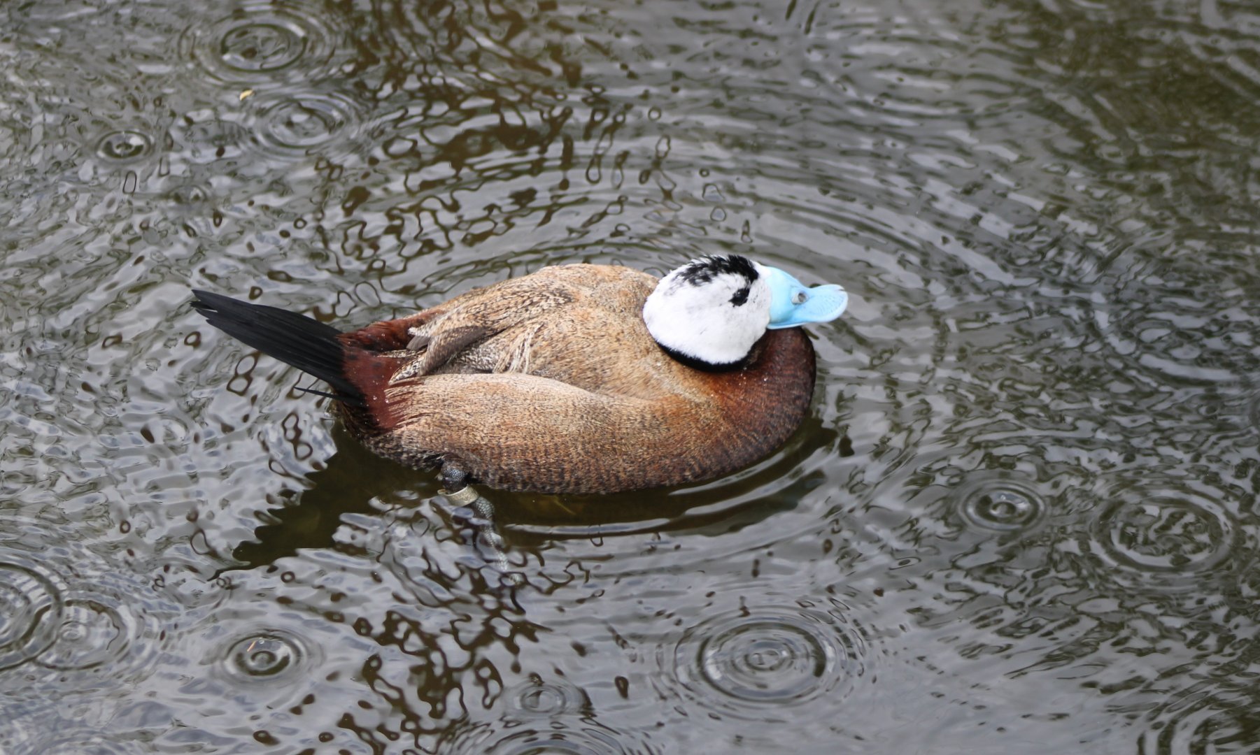 White-headed duck
