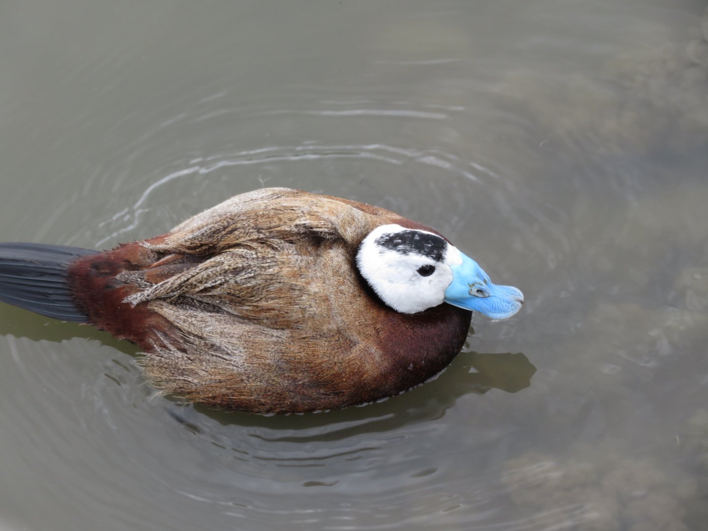 White headed duck