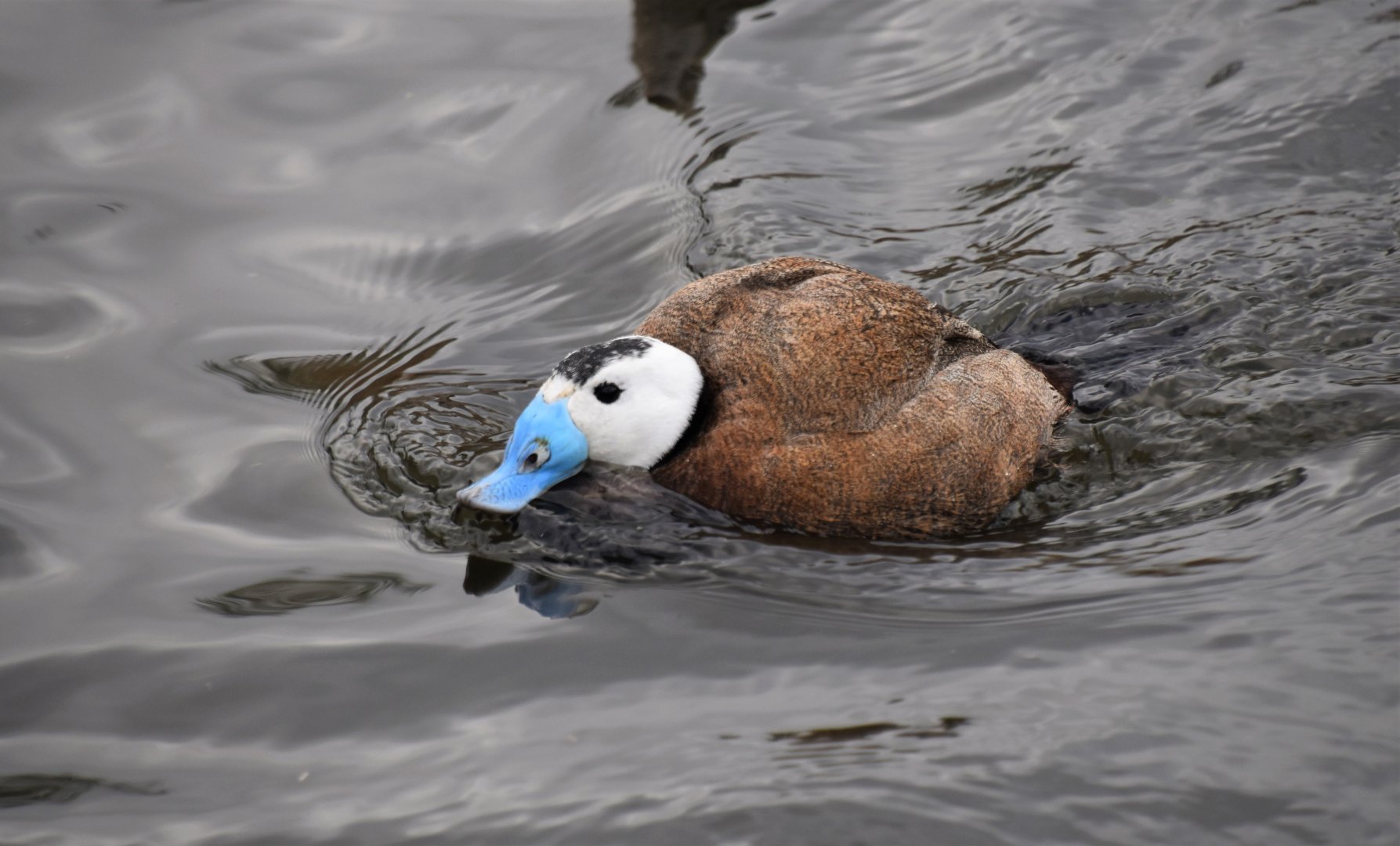 White-headed duck