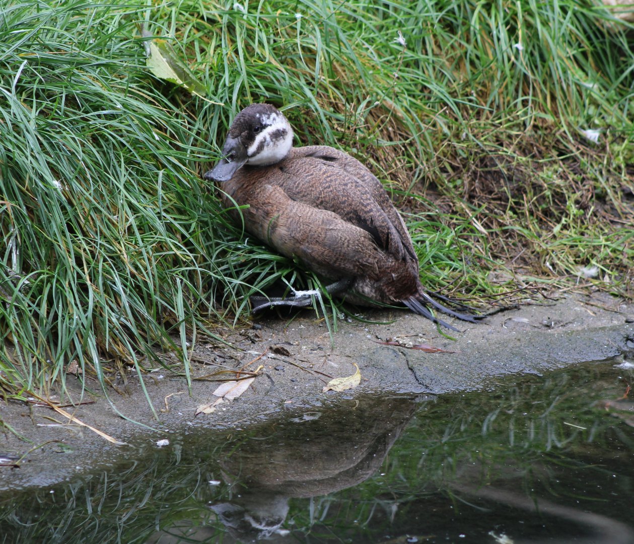 White-headed duck