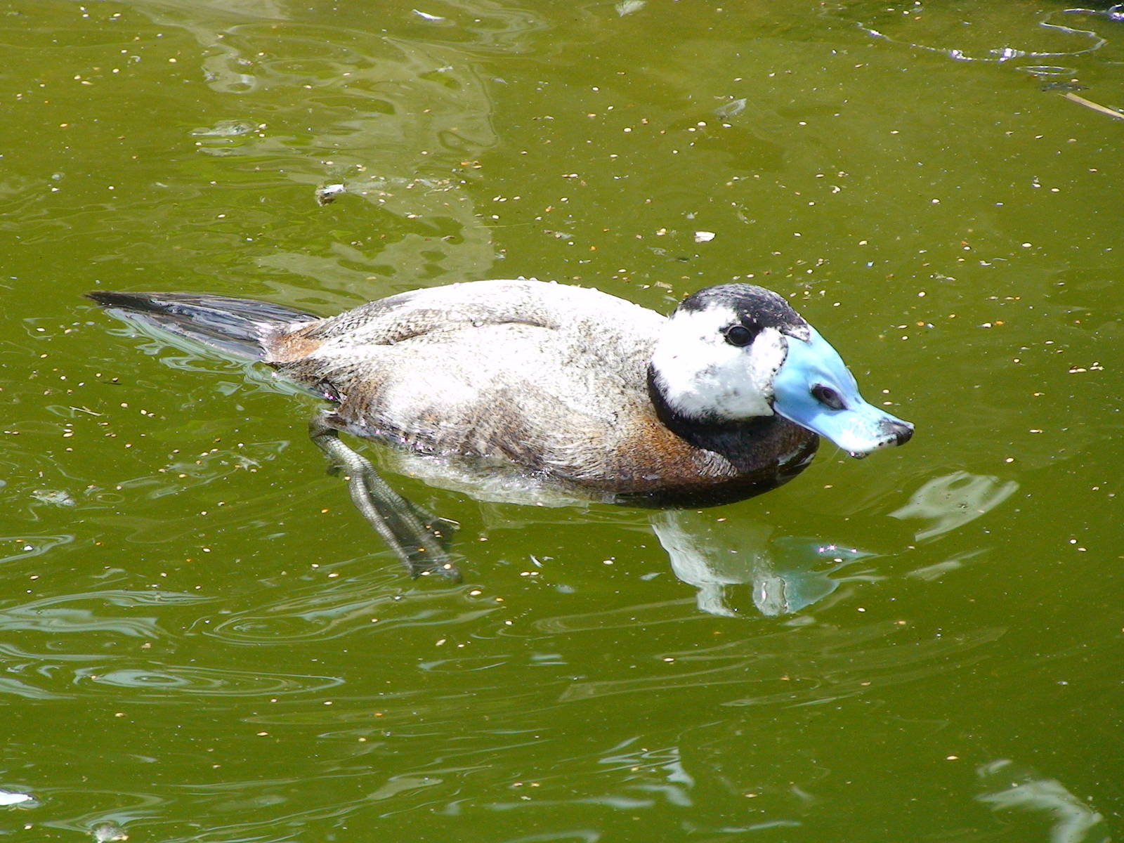 White headed duck