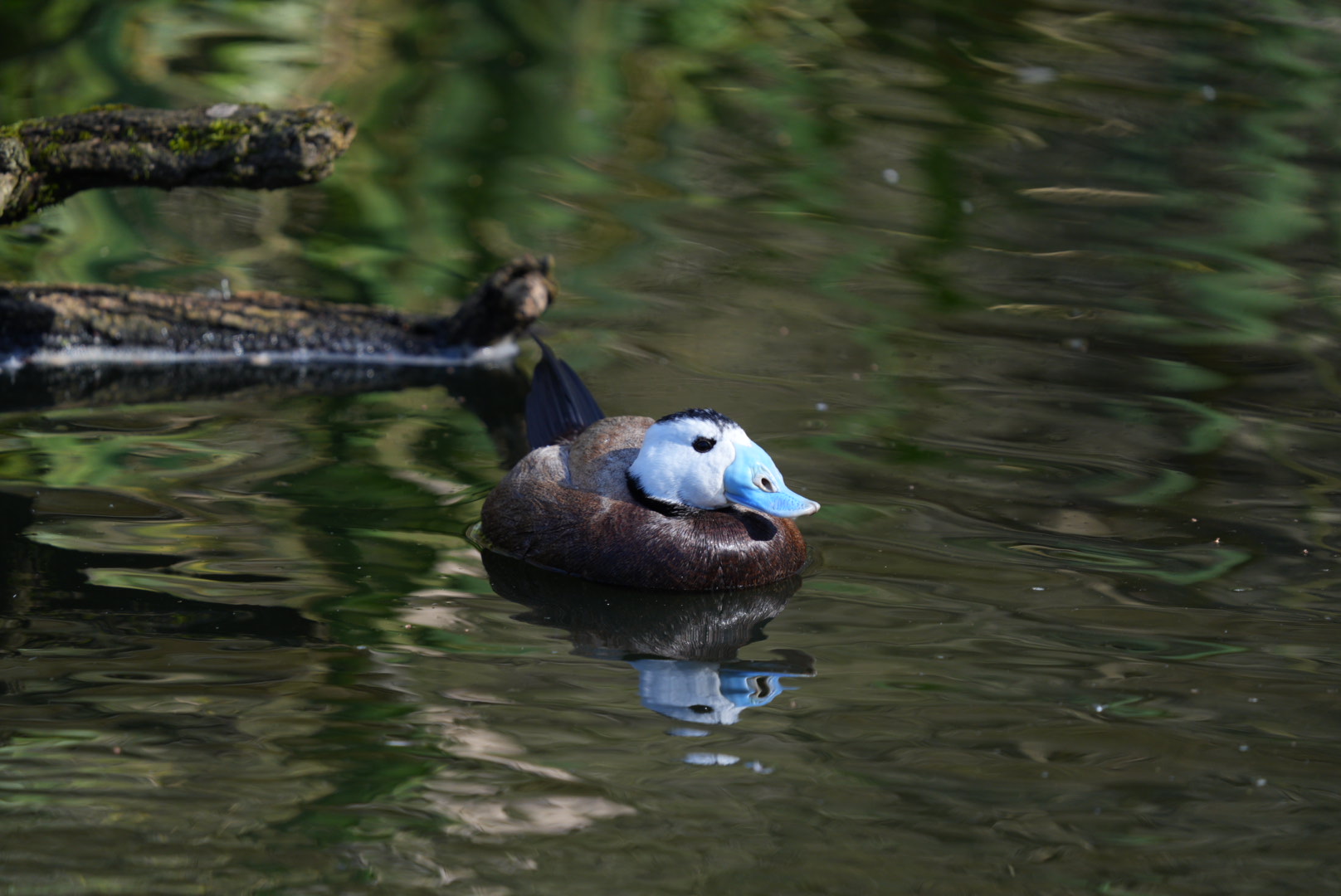 White-headed Duck