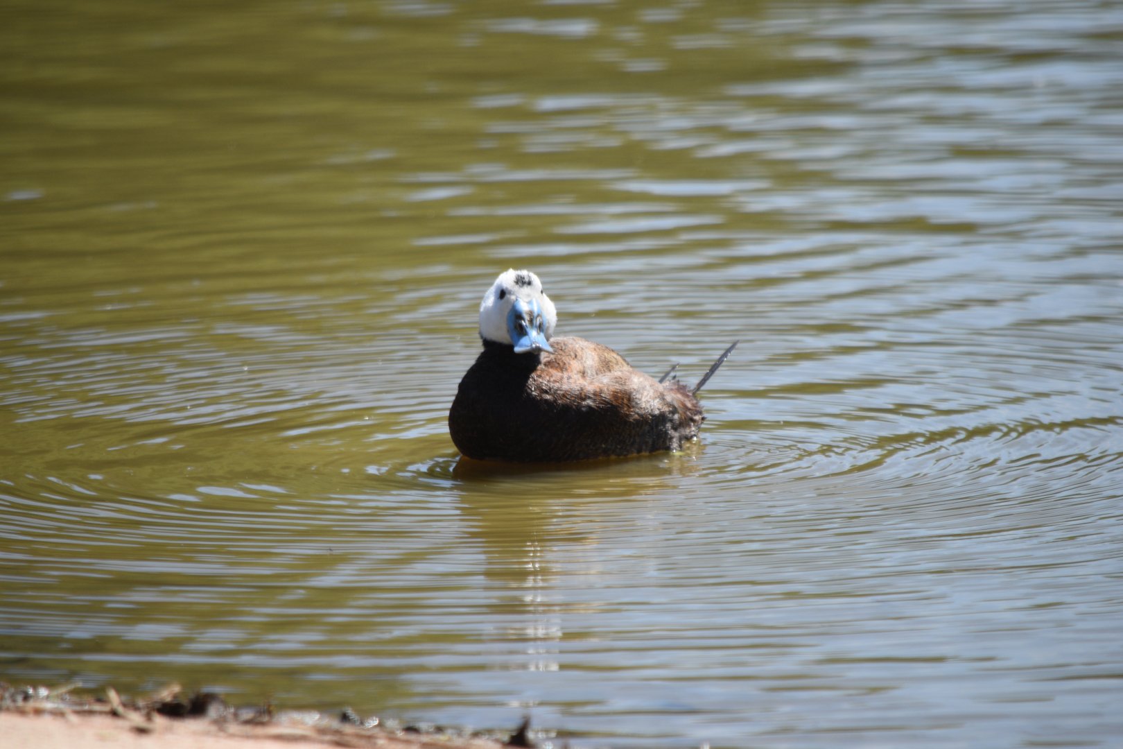 White-Headed duck