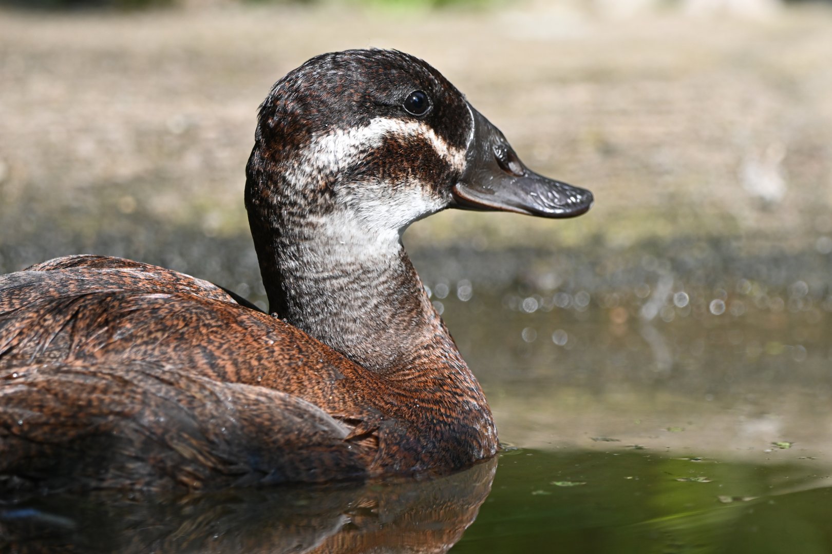White-headed duck