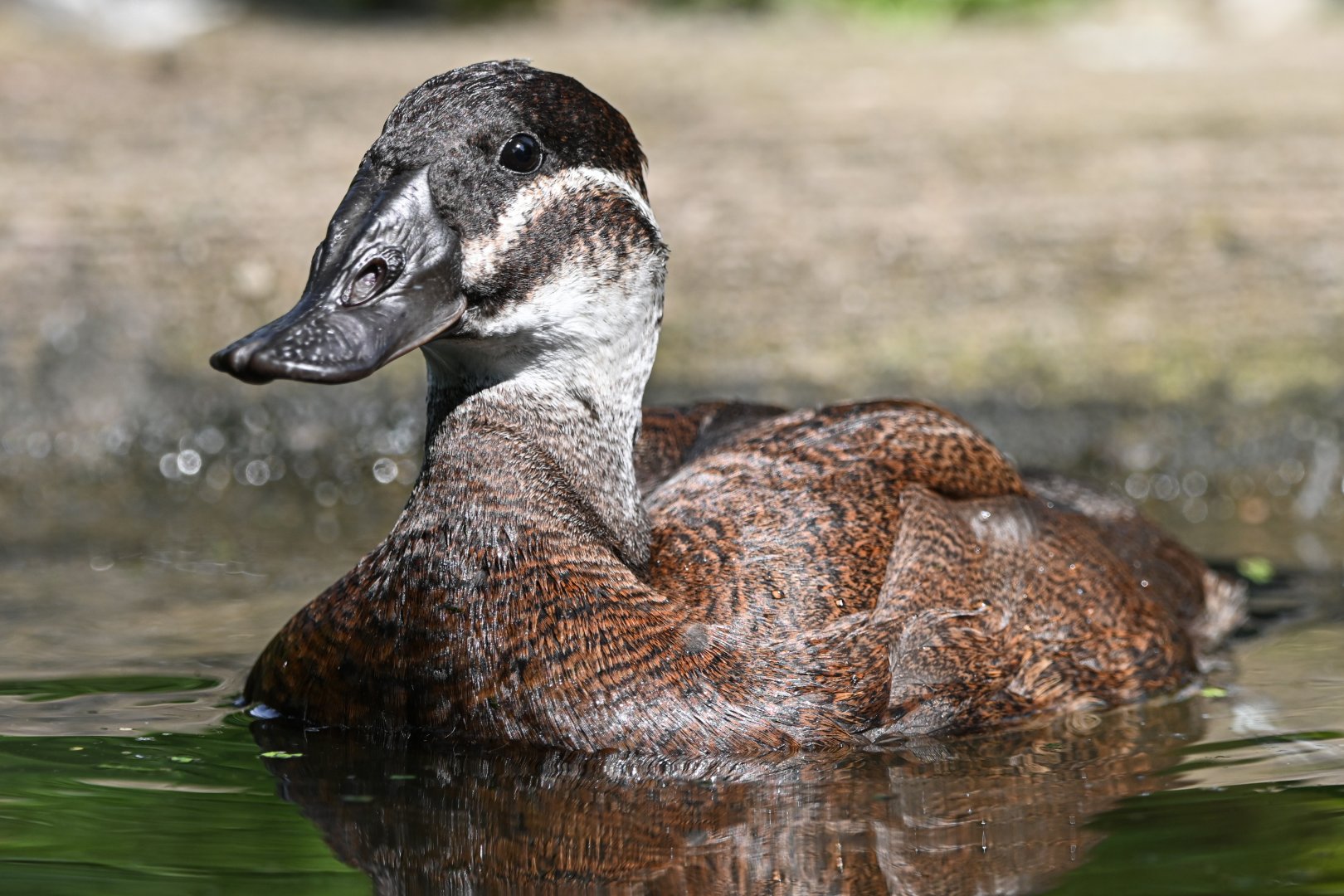 White-headed duck