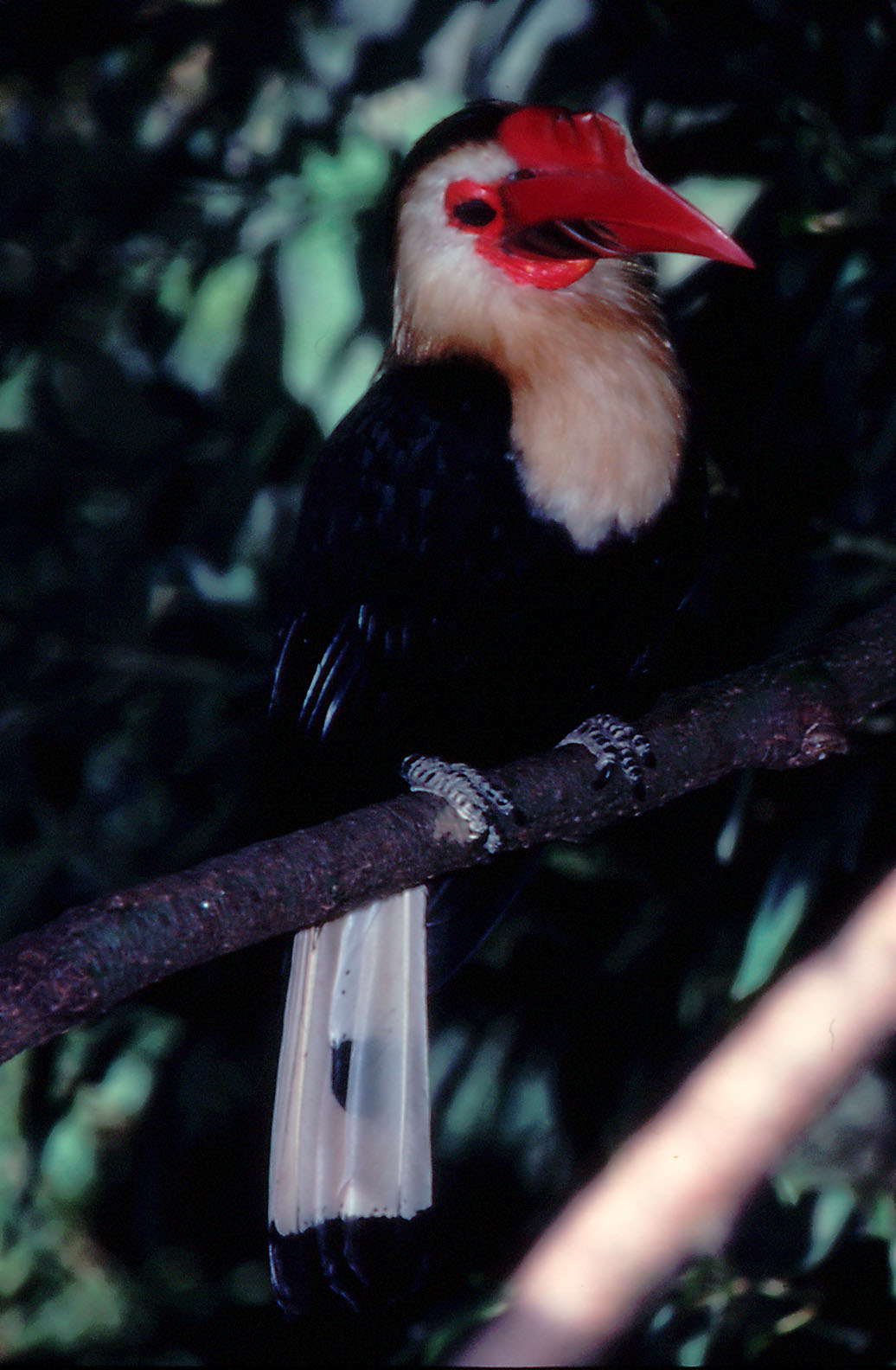 White-headed Hornbill - 1990