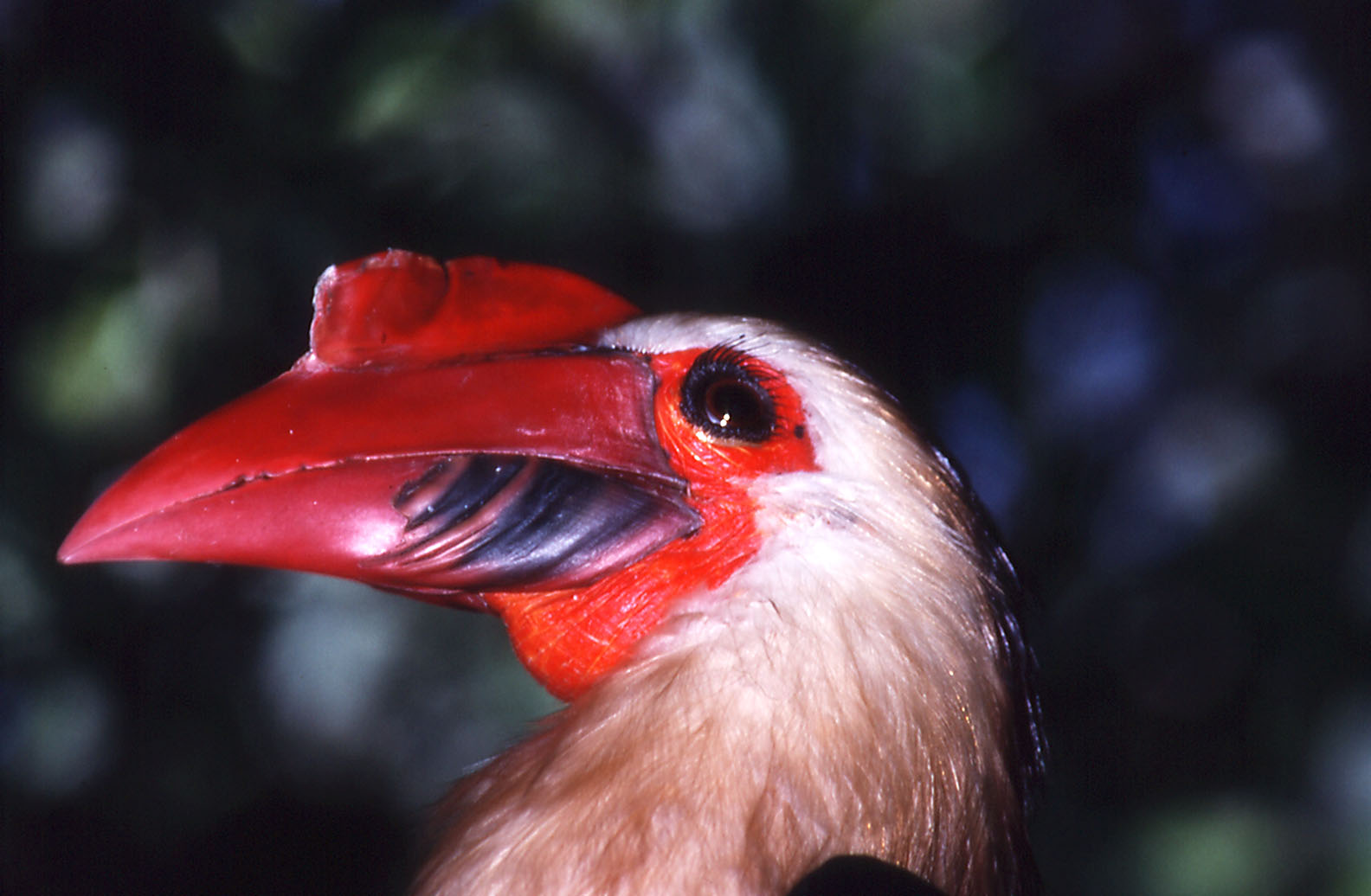 White-headed Hornbill - 1990