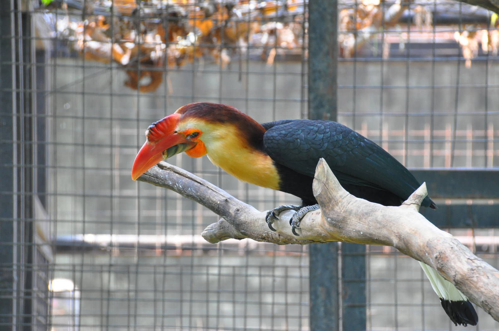 White-headed hornbill/ Aceros leucocephalus