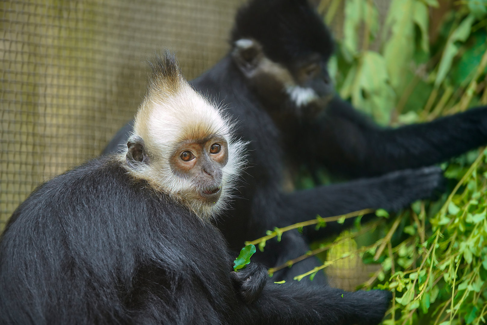 White-headed langur and François' langur
