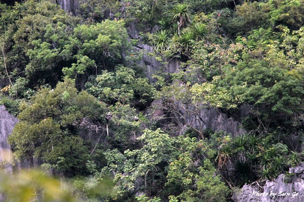 White-headed langur family in their limestone forest habitat