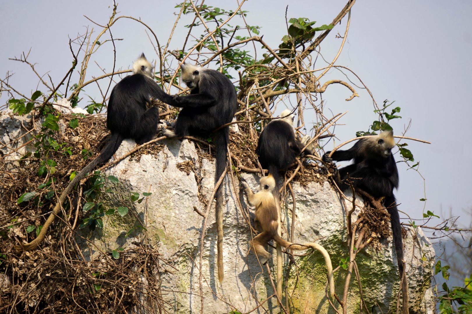 White-headed langur family