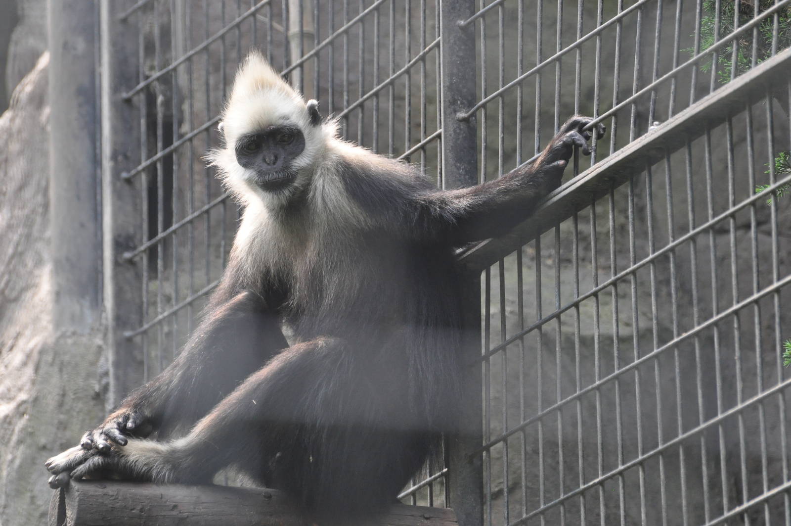 White-headed langur/ Presbytis leucocephalus