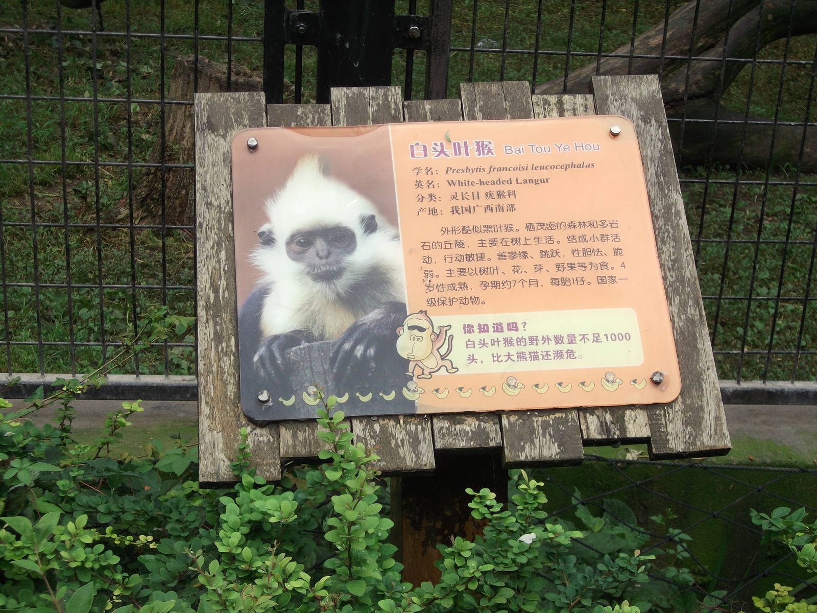 White-headed Langur sign