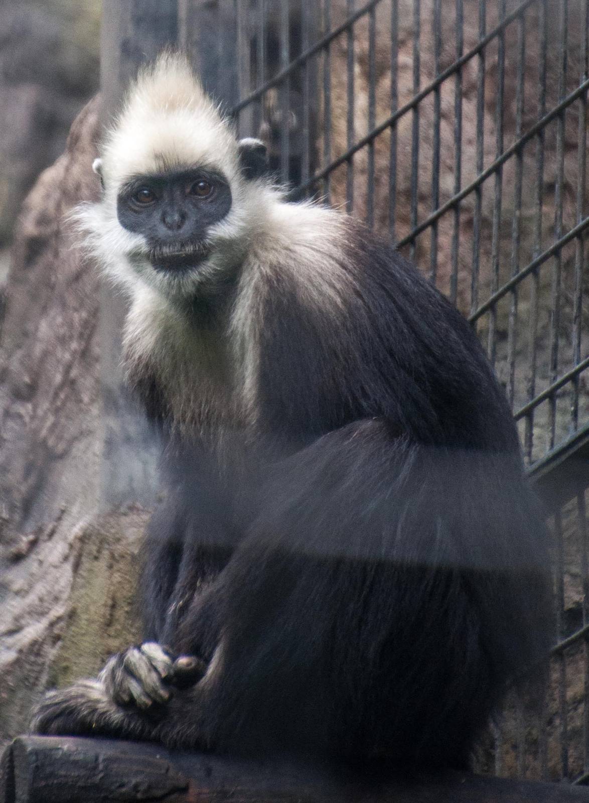 White headed Langur -Trachypithecus leucocephalus