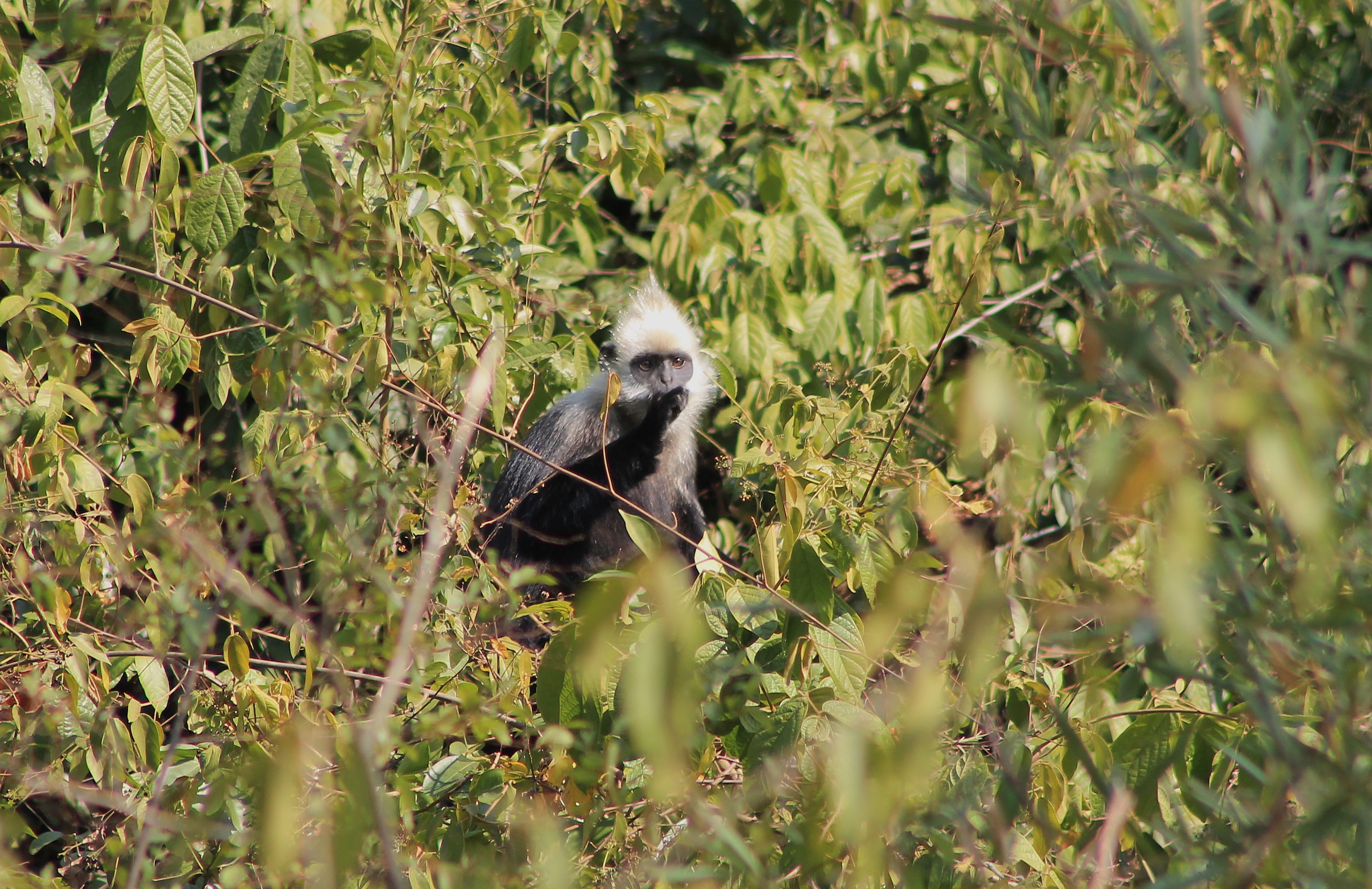 White-headed Langur (Trachypithecus leucocephalus)