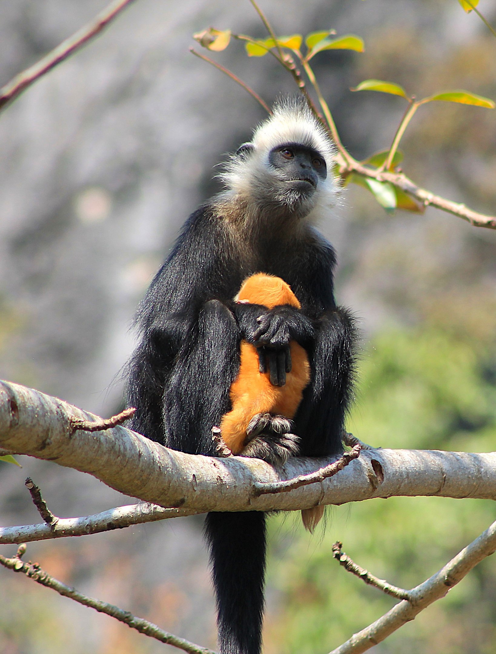 White-headed Langur (Trachypithecus leucocephalus)