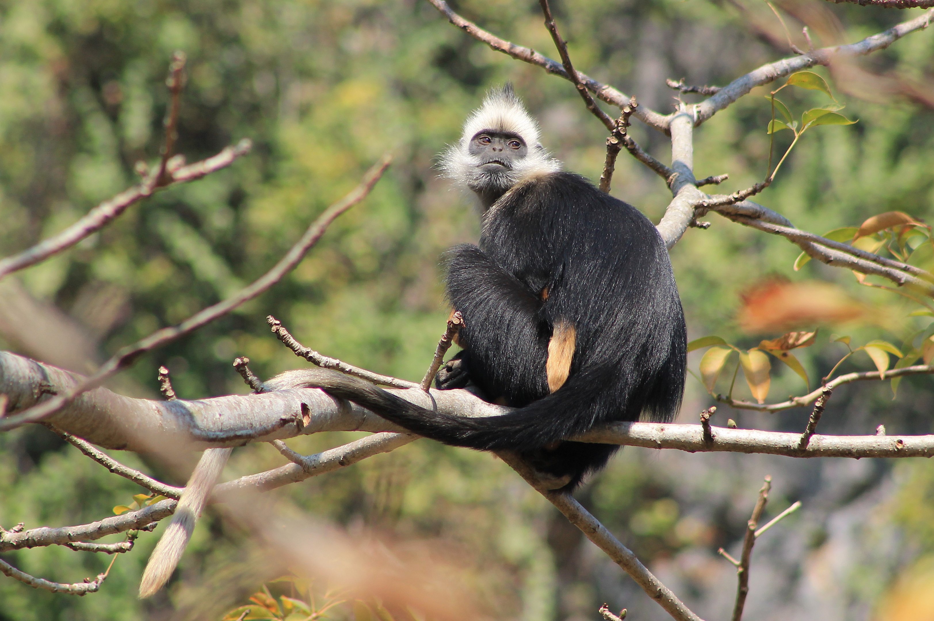 White-headed Langur (Trachypithecus leucocephalus)