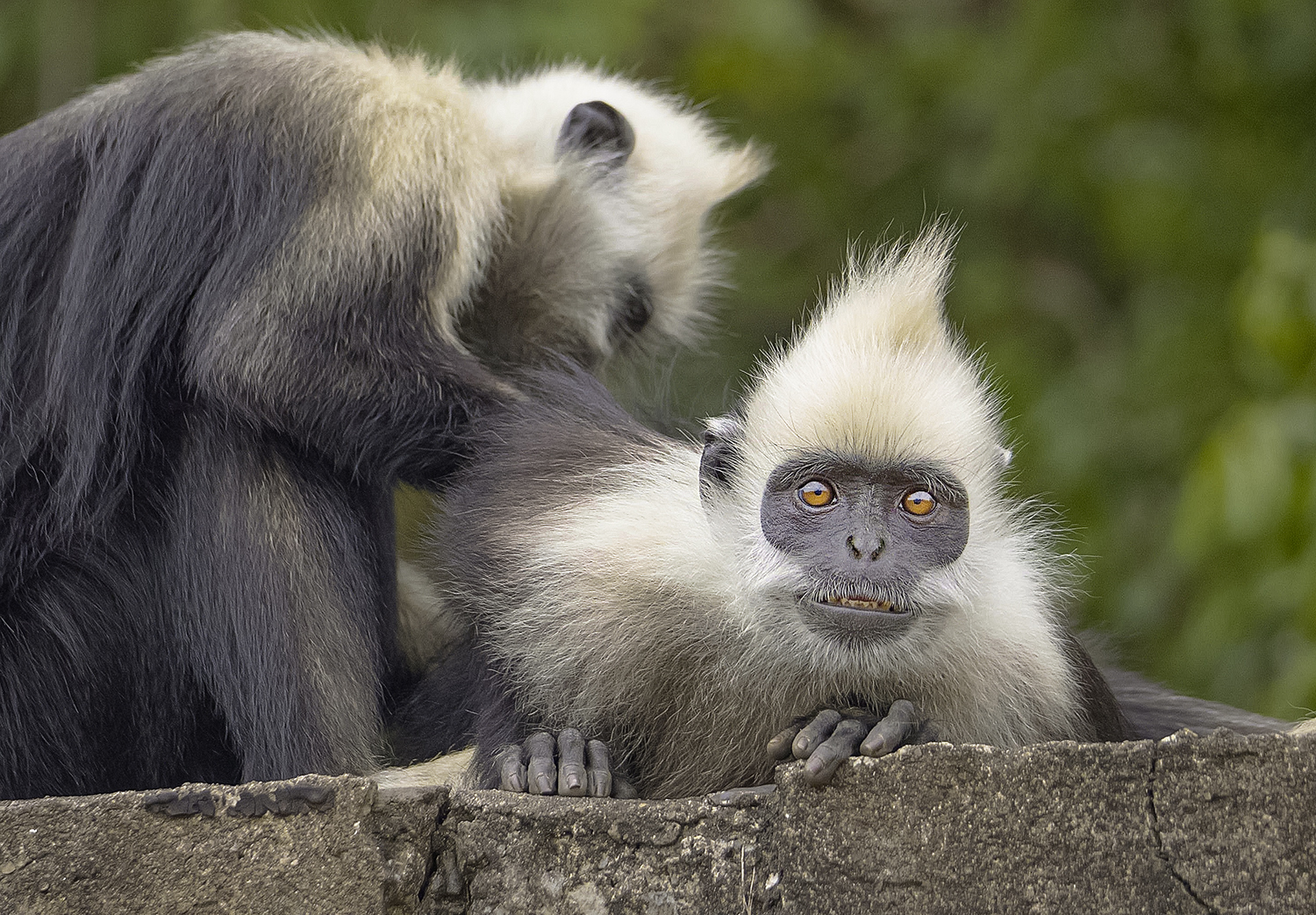 White-headed langur (Trachypithecus leucocephalus)