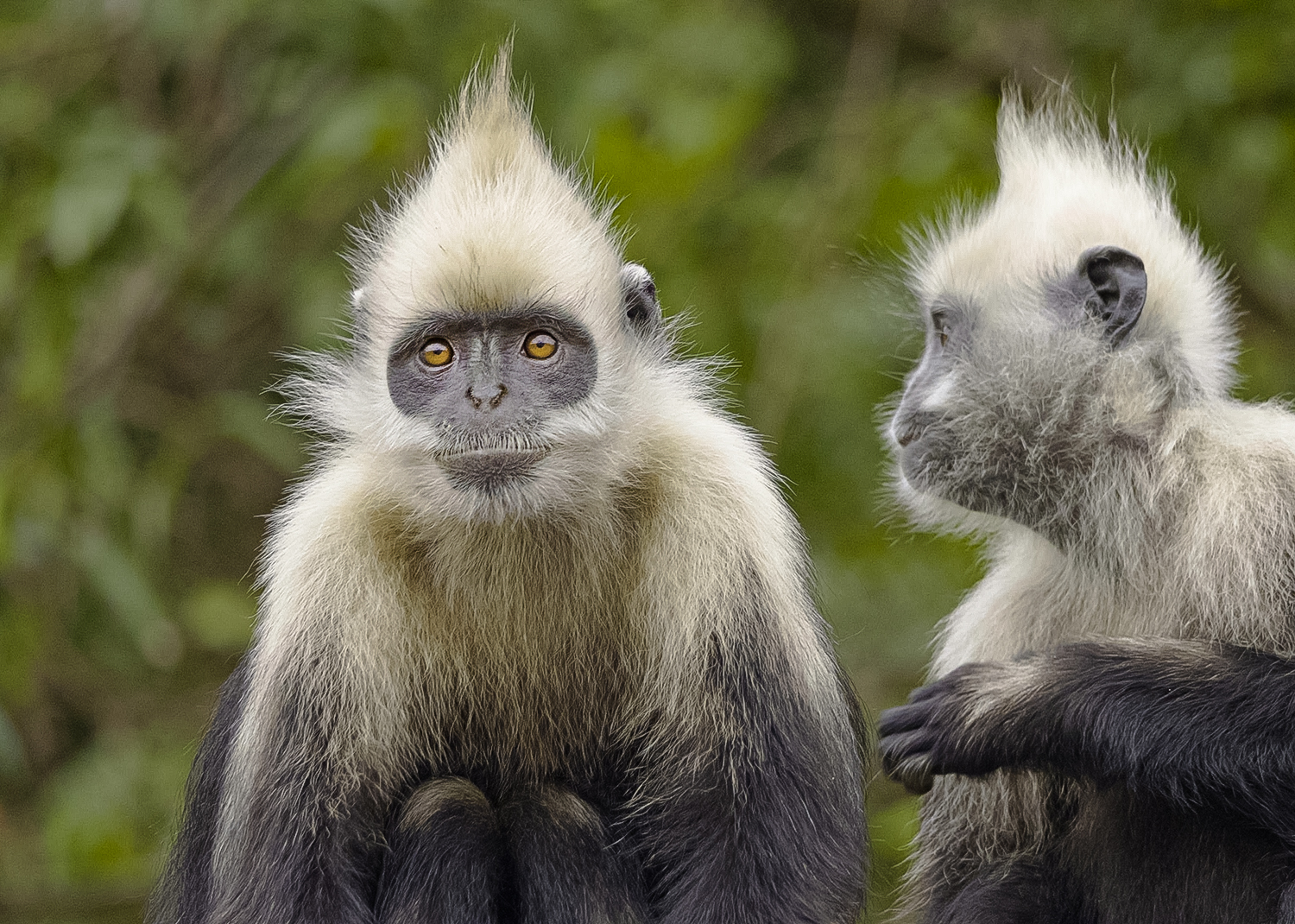 White-headed langur (Trachypithecus leucocephalus)