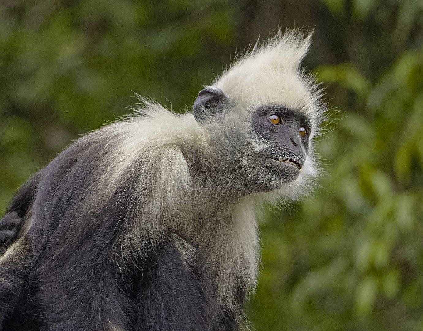 White-headed langur (Trachypithecus leucocephalus)