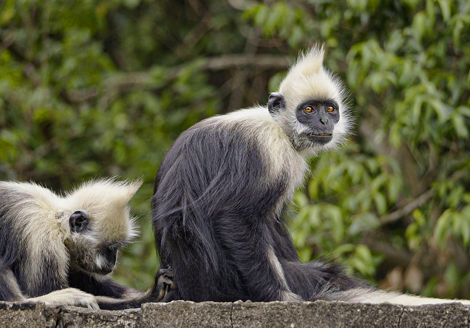 White-headed langur (Trachypithecus leucocephalus)