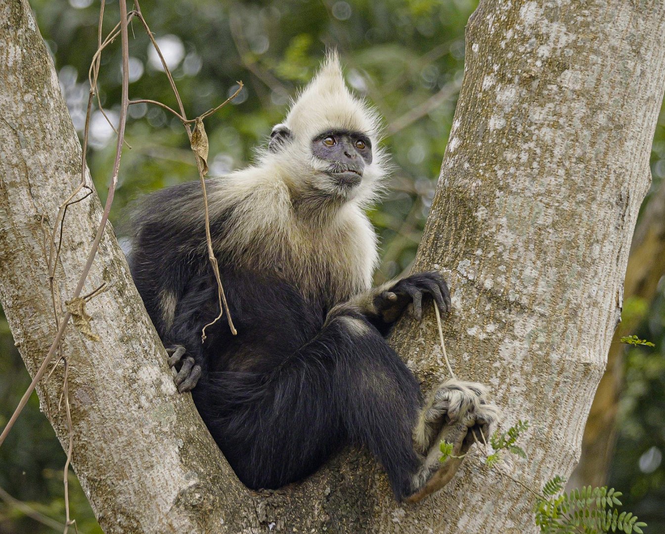 White-headed langur (Trachypithecus leucocephalus)