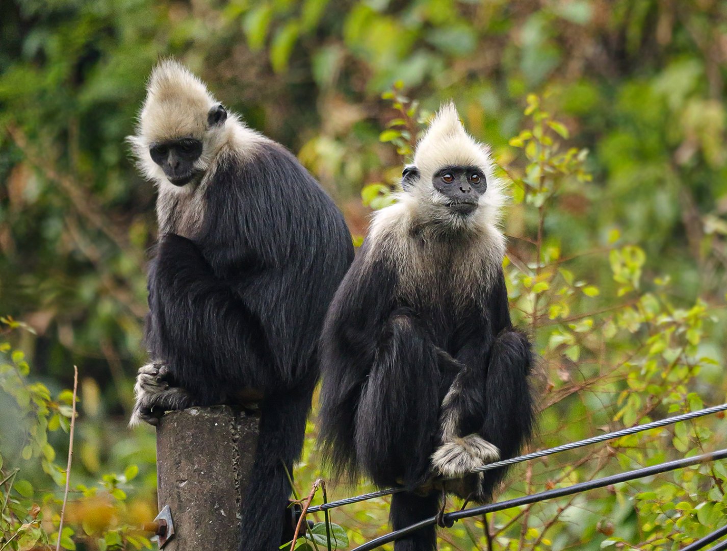 White-headed langur (Trachypithecus leucocephalus)