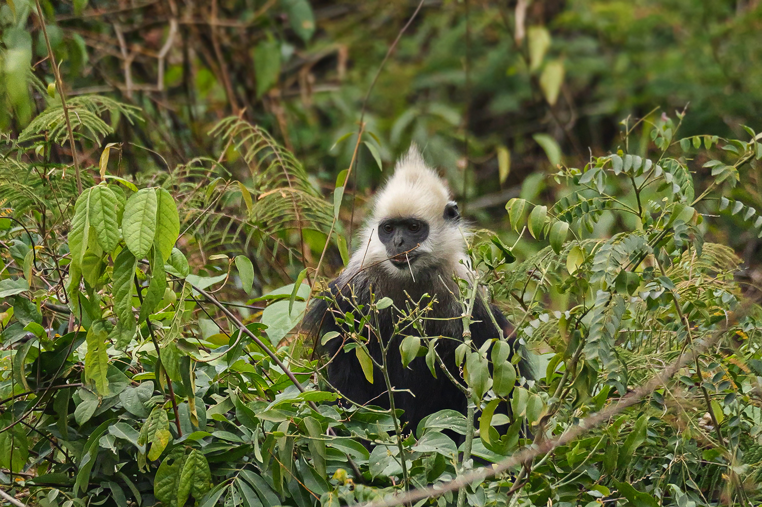 White-headed langur (Trachypithecus leucocephalus)